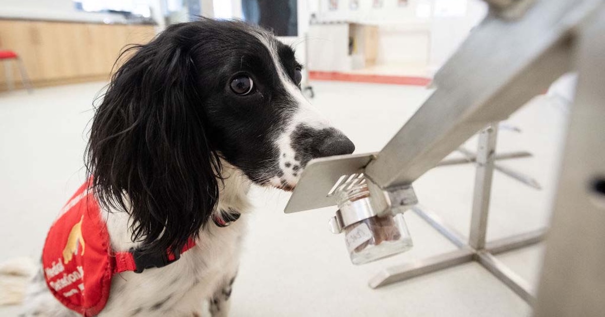 Dog sniffing a machine